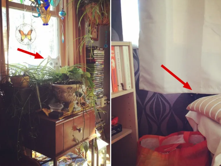 TEST ZA OČI: Samo 10 posto ljudi može pronaći mačke na ba&scaron; svim slikama