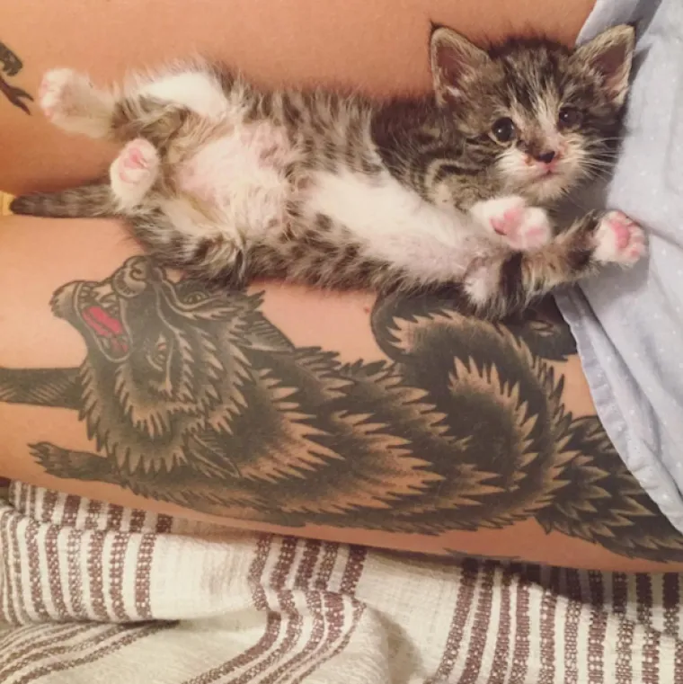 Život je posvetila njegovanju mačkica, pogledajte njezinu impresivnu kolekciju