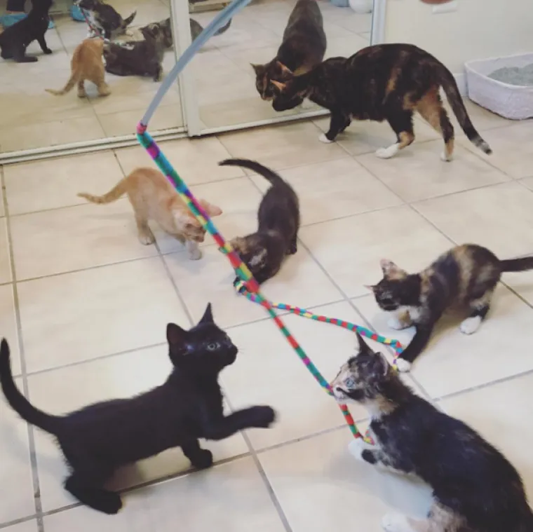 Život je posvetila njegovanju mačkica, pogledajte njezinu impresivnu kolekciju