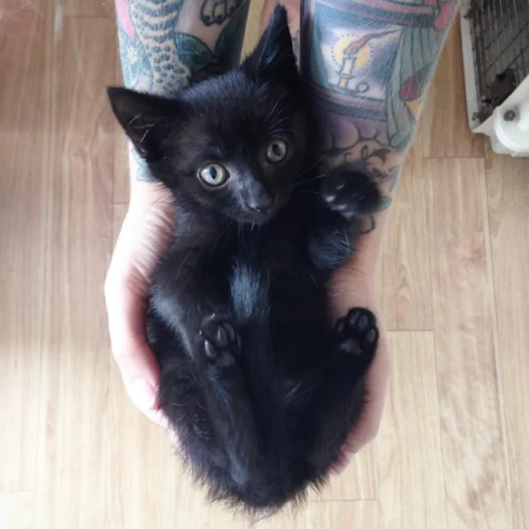 Život je posvetila njegovanju mačkica, pogledajte njezinu impresivnu kolekciju