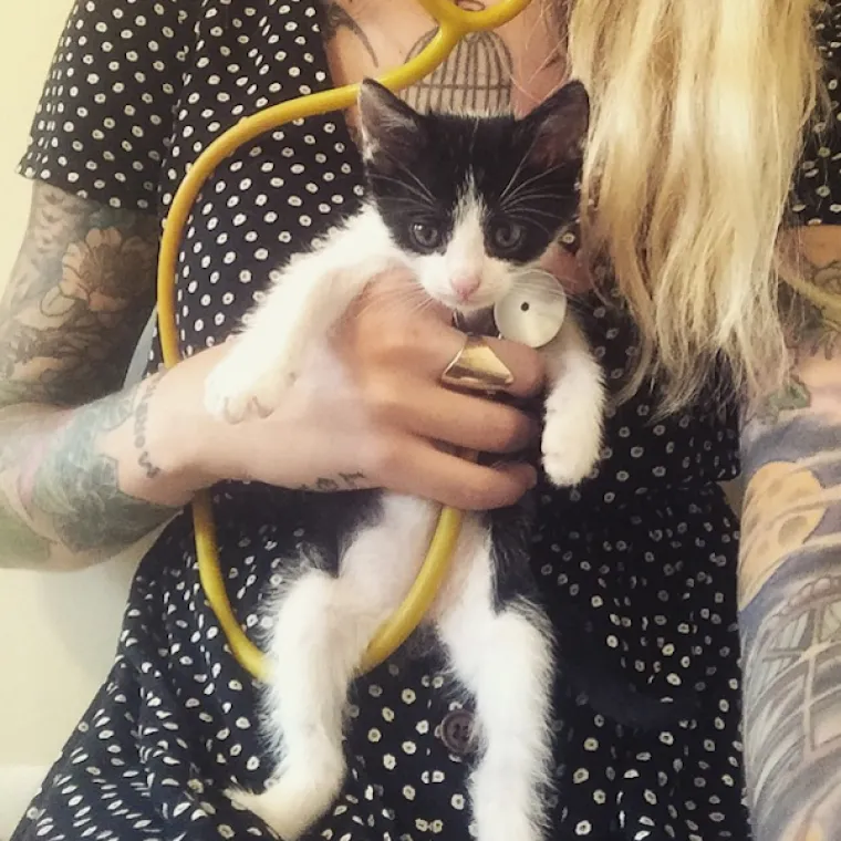 Život je posvetila njegovanju mačkica, pogledajte njezinu impresivnu kolekciju