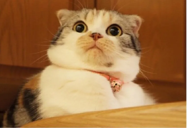 "Kao mala sam jedino vidjela životinjske penise i mislila sam da se svi penisi skrivaju u krznenom tobolcu"