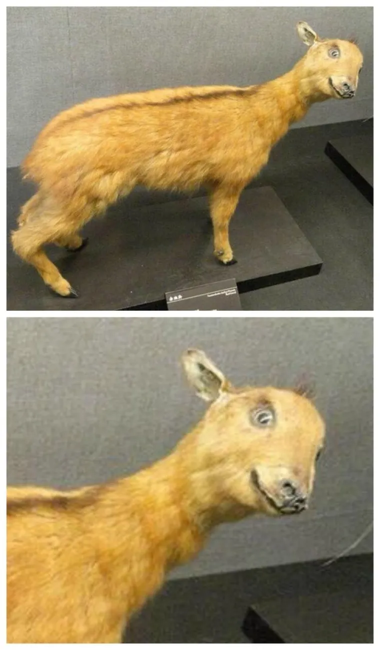 "Ona crta na sredini mo&scaron;nja nije neki ludi ožiljak od operacije"