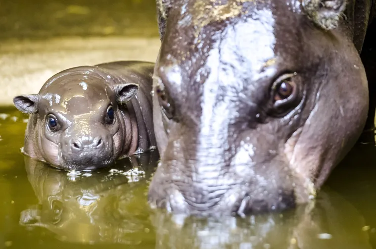 Mladunče nilskog konja