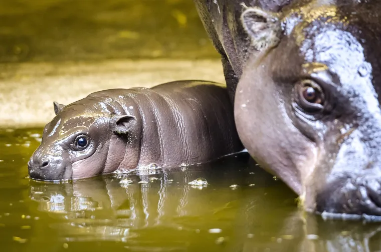 Mladunče nilskog konja
