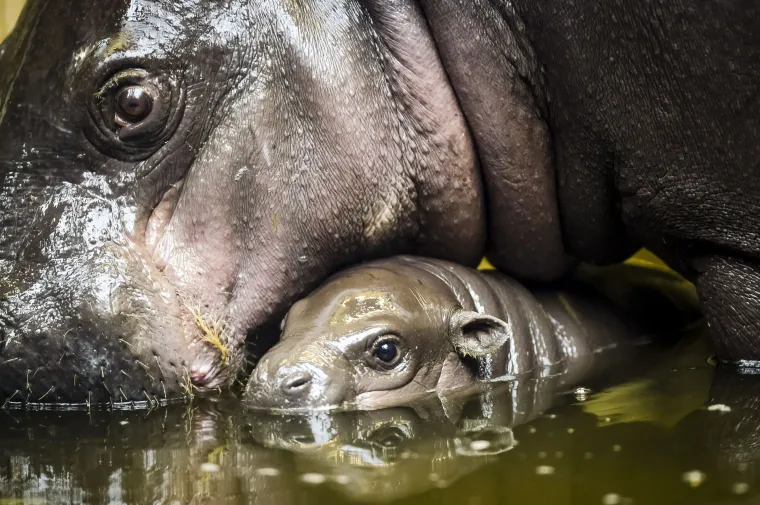 Mladunče nilskog konja