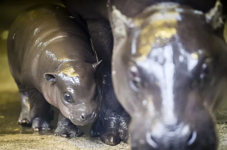 Mladunče nilskog konja