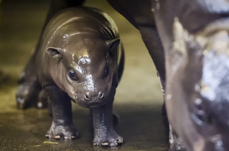 Mladunče nilskog konja