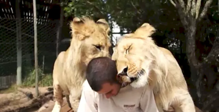 TKO BI REKAO: Velike mačke su zapravo identične va&scaron;im kućnim ljubimcima