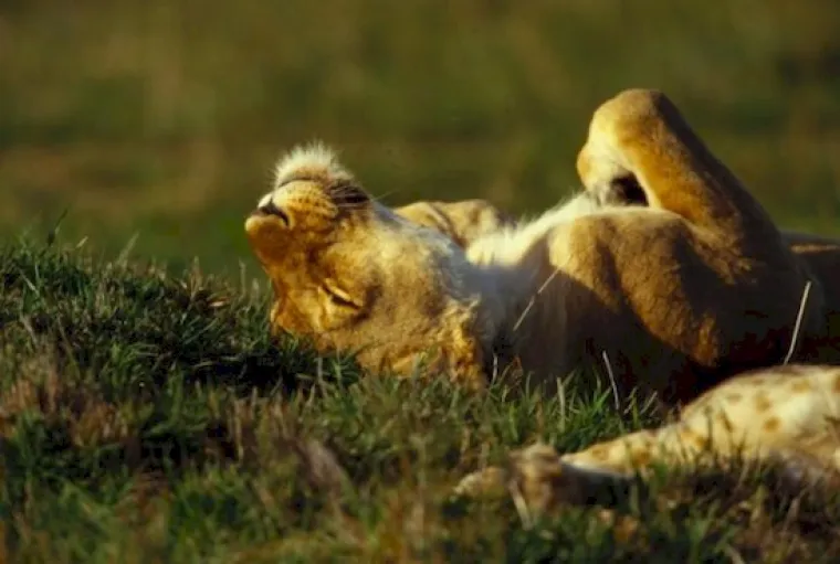 TKO BI REKAO: Velike mačke su zapravo identične va&scaron;im kućnim ljubimcima