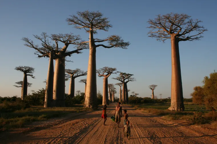 Aleja baobaba  - svaki baobab je spektakularan za sebe, no ovaj prirodni drvored u Madagaskaru jedinstveni je krajolik koji privlači turiste iz cijelog svijeta.
