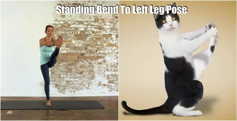 Jogom se ne bave samo ljudi već i kućni ljubimci. Kome bolje ide?