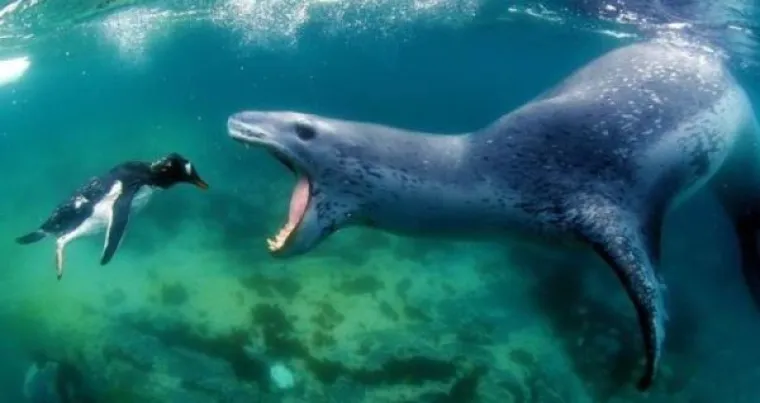 Ako se pitate za&scaron;to odrasli ljudi ponekad unerede gaće, odgovore pronađite u galeriji