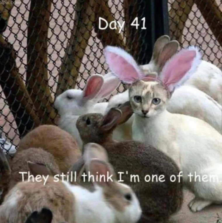 Možete li pronaći uljeze? Morat ćete jako naprezati vijuge za neke slike