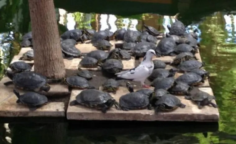 Možete li pronaći uljeze? Morat ćete jako naprezati vijuge za neke slike