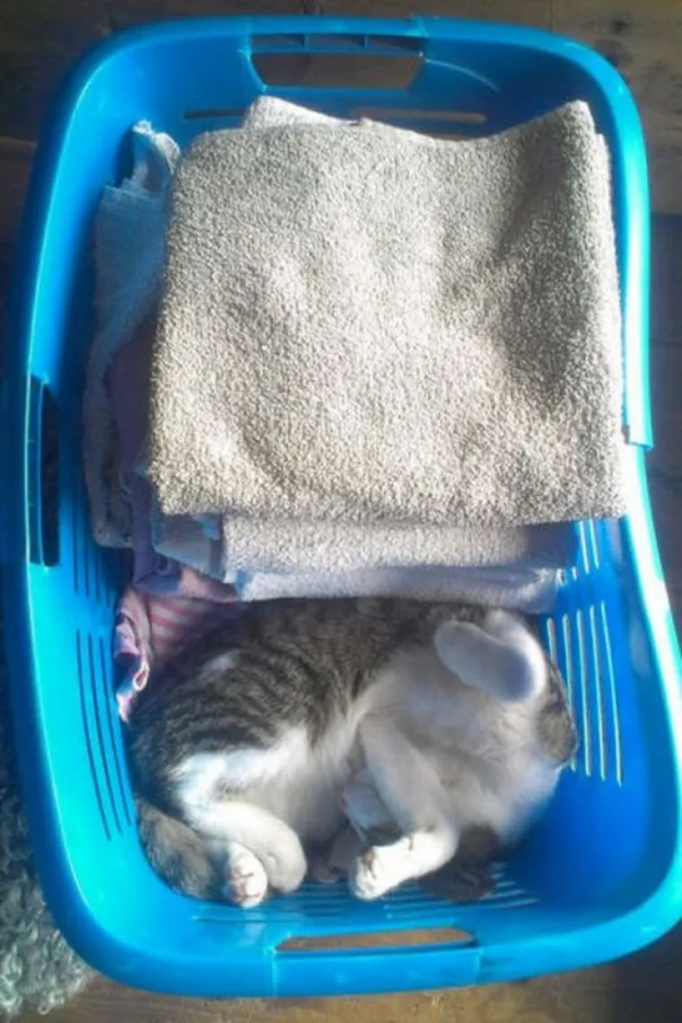 Možete li pronaći uljeze? Morat ćete jako naprezati vijuge za neke slike