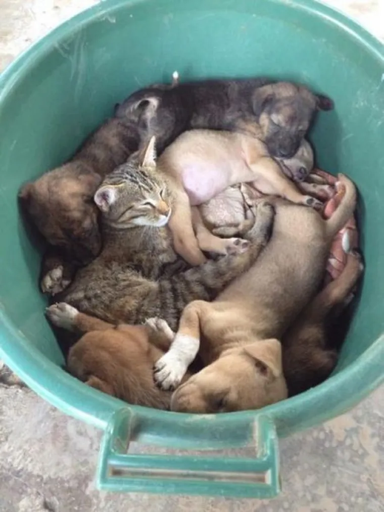 Možete li pronaći uljeze? Morat ćete jako naprezati vijuge za neke slike