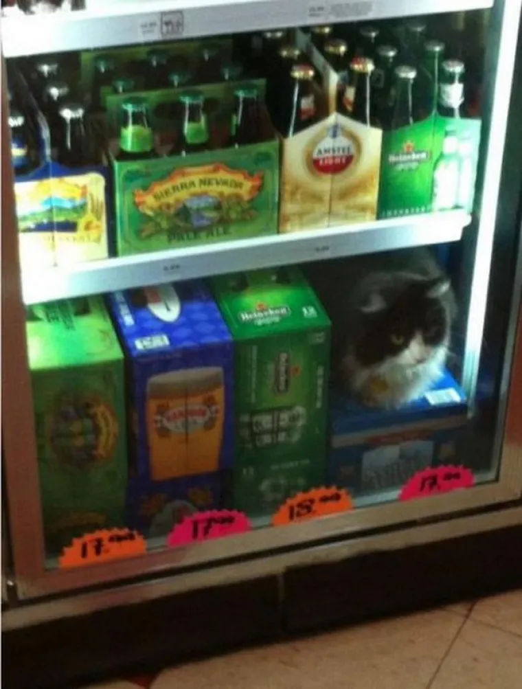 Možete li pronaći uljeze? Morat ćete jako naprezati vijuge za neke slike