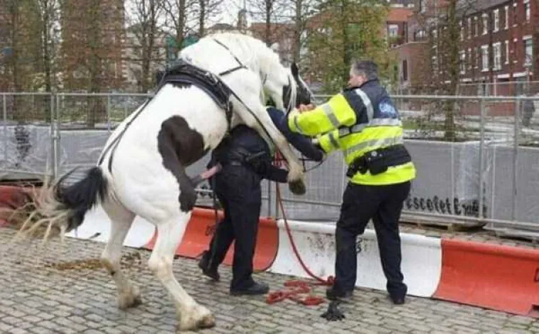 Koliko god vam dan bio težak, barem vas nije napastovao konj