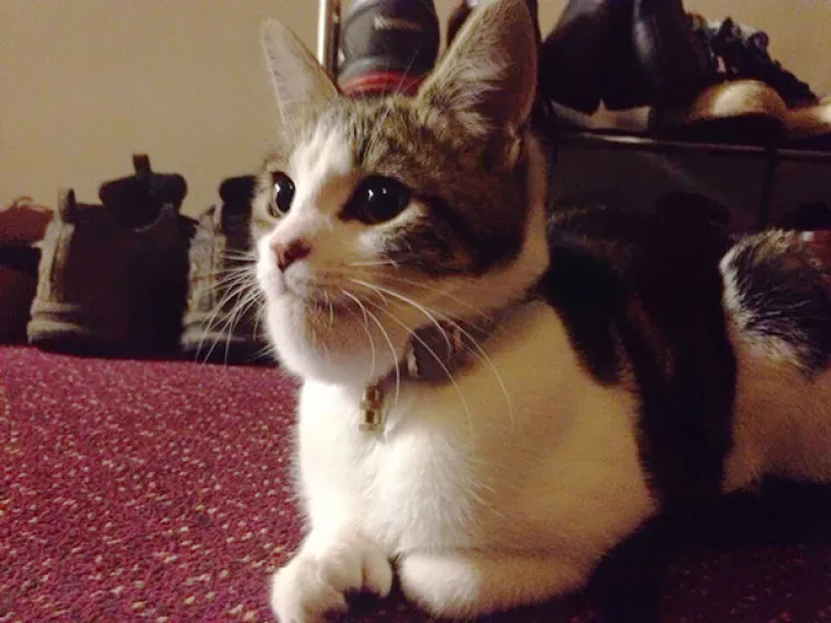 Mačke gurale nos tamo gdje im nije mjesto pa ih izbole pčele