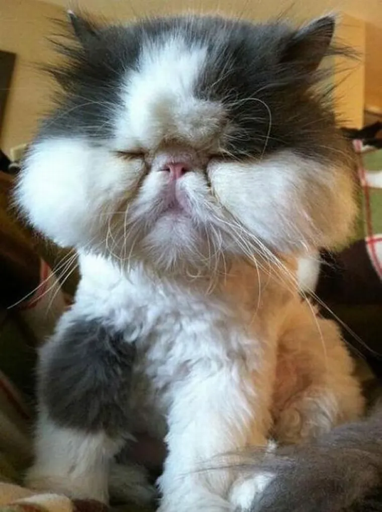 Mačke gurale nos tamo gdje im nije mjesto pa ih izbole pčele