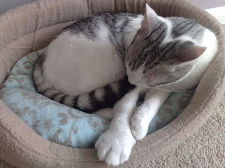 Mačke gurale nos tamo gdje im nije mjesto pa ih izbole pčele