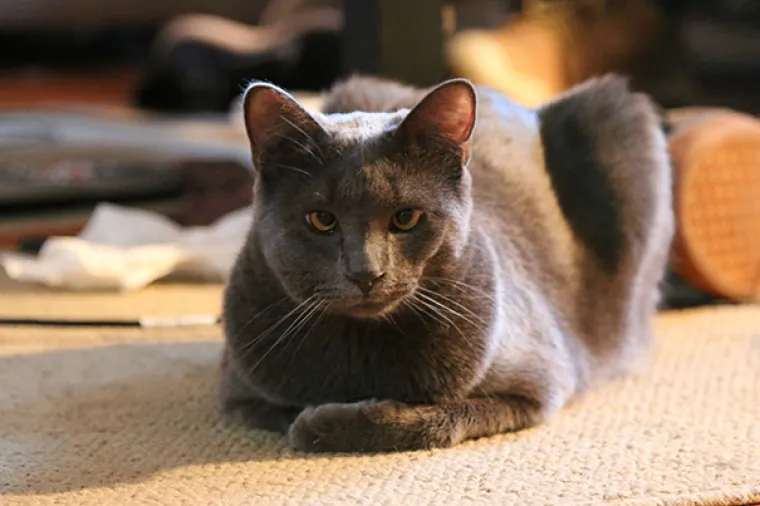 Mačke gurale nos tamo gdje im nije mjesto pa ih izbole pčele