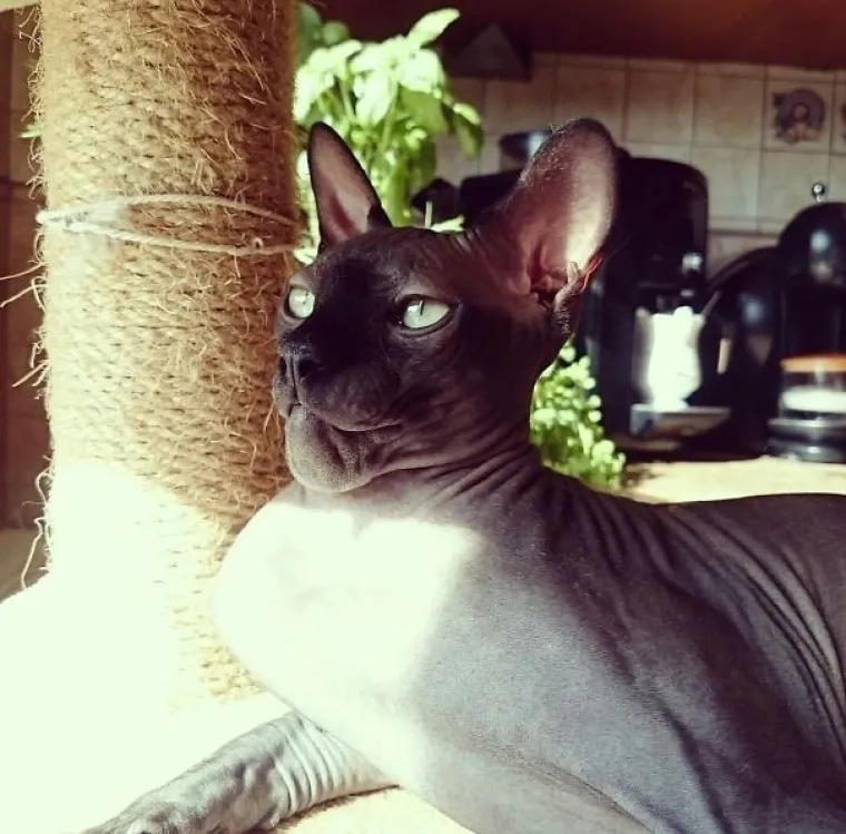 Mačke gurale nos tamo gdje im nije mjesto pa ih izbole pčele