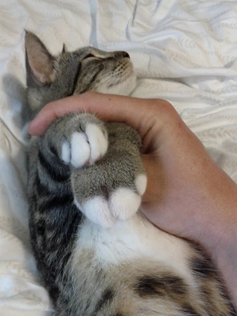 Mačke gurale nos tamo gdje im nije mjesto pa ih izbole pčele