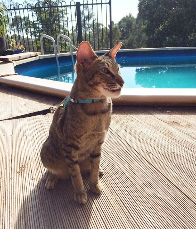 Mačke gurale nos tamo gdje im nije mjesto pa ih izbole pčele