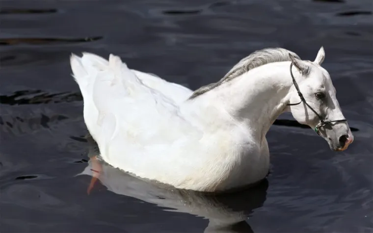 Ma kakvi grifoni i kimere, ovo su hibridi životinja koje bismo htjeli vidjeti u stvarnosti!