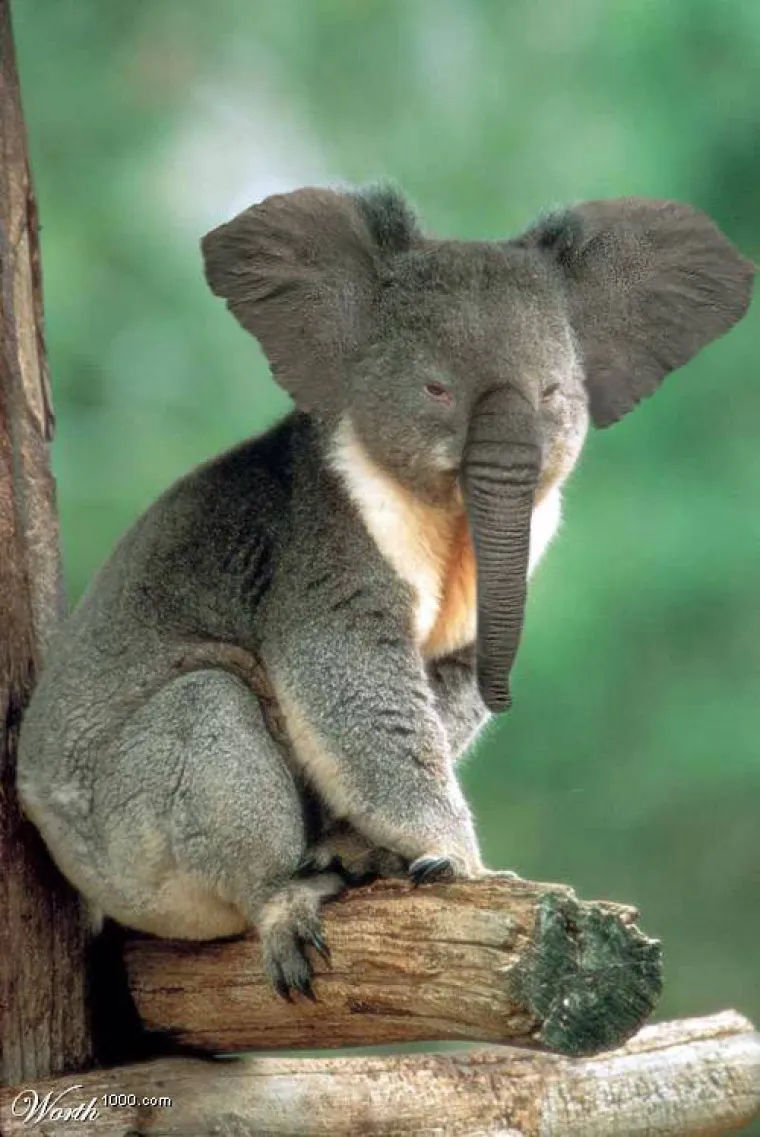 Ma kakvi grifoni i kimere, ovo su hibridi životinja koje bismo htjeli vidjeti u stvarnosti!