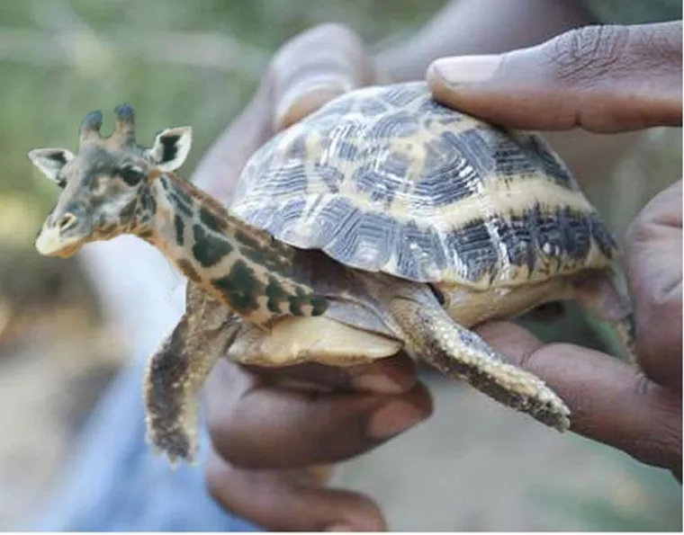 Ma kakvi grifoni i kimere, ovo su hibridi životinja koje bismo htjeli vidjeti u stvarnosti!