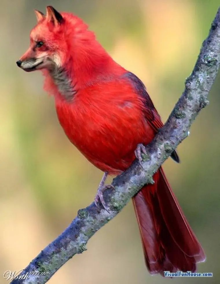 Ma kakvi grifoni i kimere, ovo su hibridi životinja koje bismo htjeli vidjeti u stvarnosti!