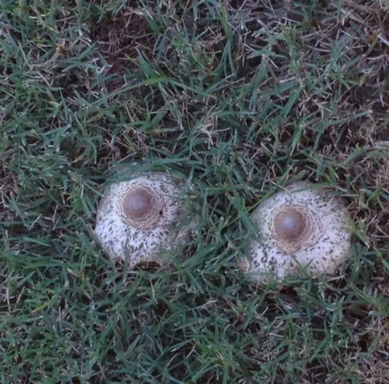 KOLIKO VAM JE PRLJAV UM? Testirajte se na ovaj jednostavan način