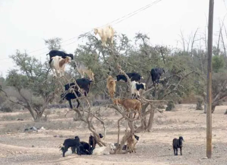 Afrika opasno konkurira za najbizarniji kontinent! Može li se nositi s Rusima, Amerima i Japancima?
