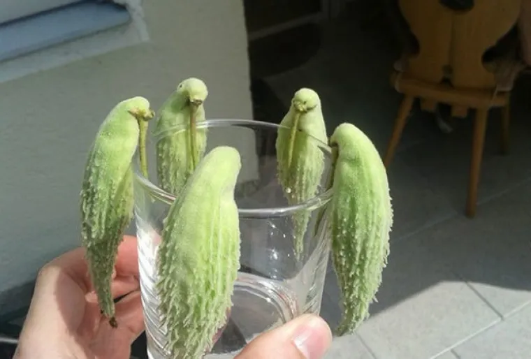 Izgledaju kao majmuni, kitovi i biljke, a svejedno su postali slavni