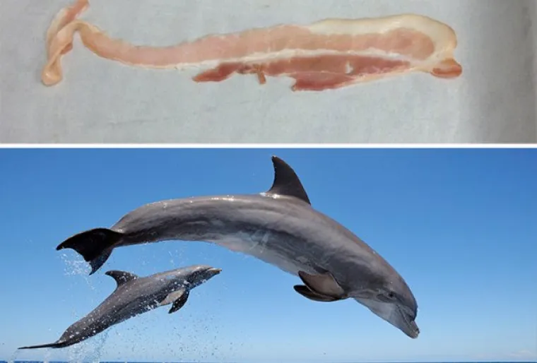 Izgledaju kao majmuni, kitovi i biljke, a svejedno su postali slavni