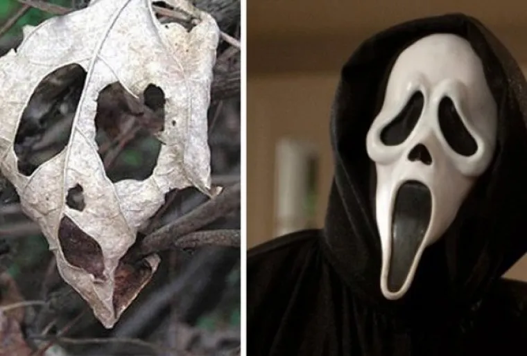 Izgledaju kao majmuni, kitovi i biljke, a svejedno su postali slavni