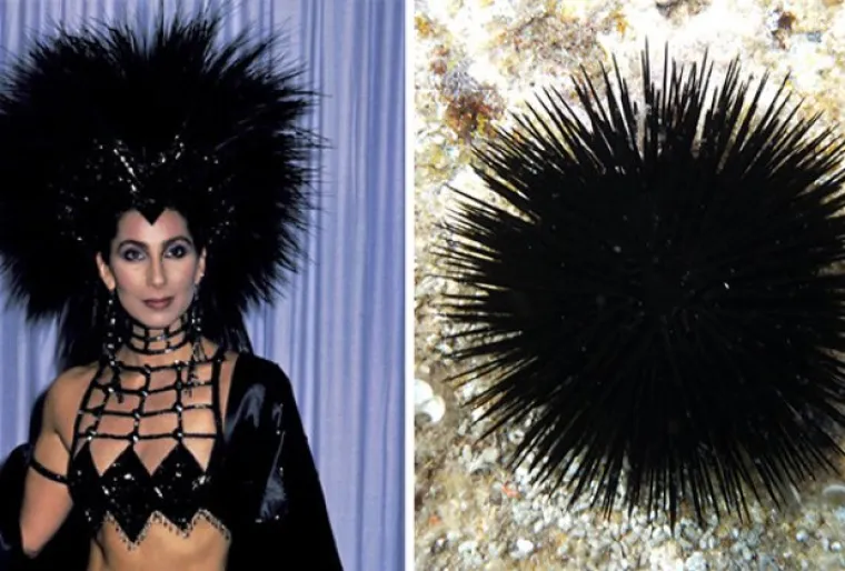 Izgledaju kao majmuni, kitovi i biljke, a svejedno su postali slavni