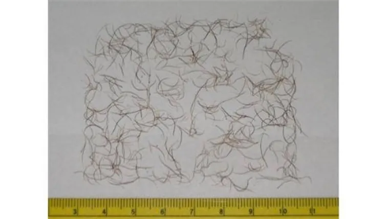 Michael Bailey ima najveću kolekciju dlaka iz nosa, njih čak 564.