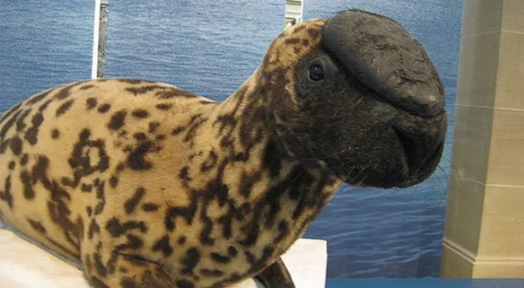 Možda su na rubu izumiranja, ali ove životinje stvarno postoje! Nisu ispale iz crtića