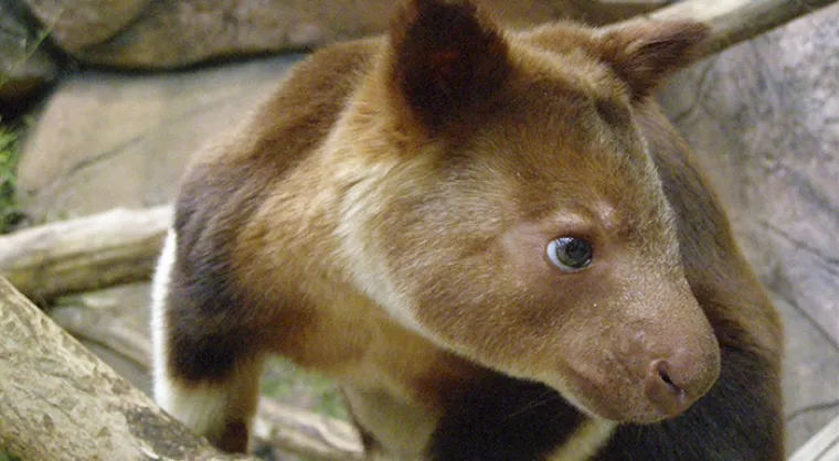 Možda su na rubu izumiranja, ali ove životinje stvarno postoje! Nisu ispale iz crtića