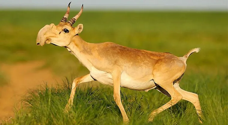 Možda su na rubu izumiranja, ali ove životinje stvarno postoje! Nisu ispale iz crtića