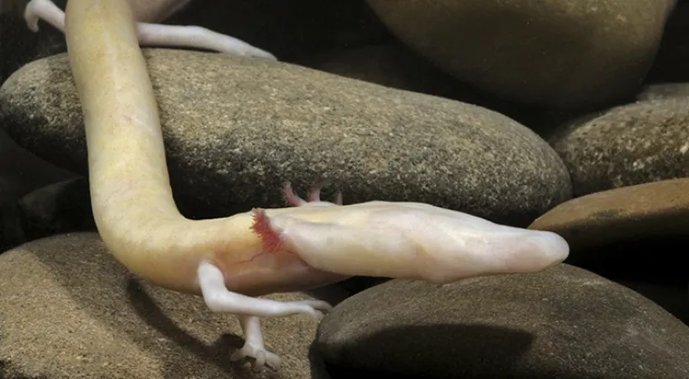 Možda su na rubu izumiranja, ali ove životinje stvarno postoje! Nisu ispale iz crtića