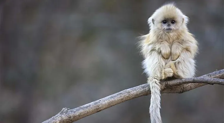 Možda su na rubu izumiranja, ali ove životinje stvarno postoje! Nisu ispale iz crtića