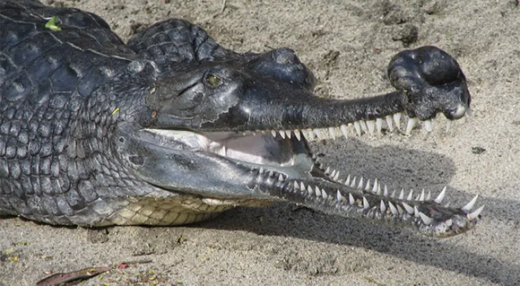 Možda su na rubu izumiranja, ali ove životinje stvarno postoje! Nisu ispale iz crtića