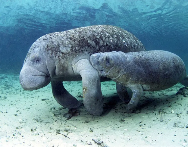 Možda su na rubu izumiranja, ali ove životinje stvarno postoje! Nisu ispale iz crtića