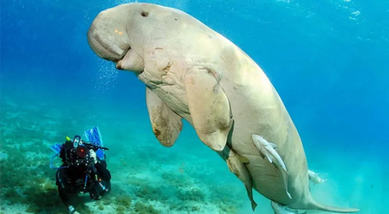 Možda su na rubu izumiranja, ali ove životinje stvarno postoje! Nisu ispale iz crtića