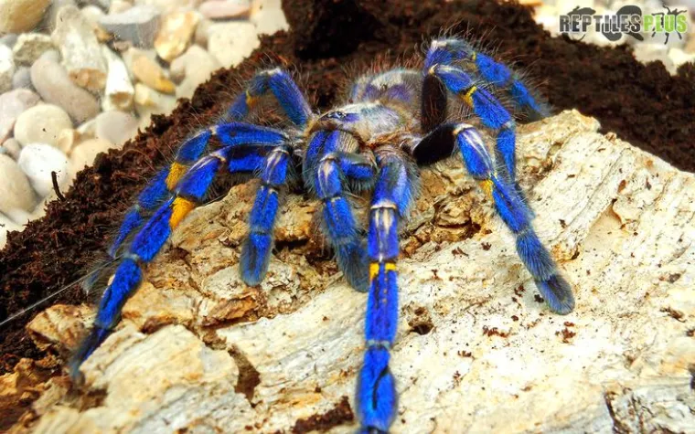 Možda su na rubu izumiranja, ali ove životinje stvarno postoje! Nisu ispale iz crtića